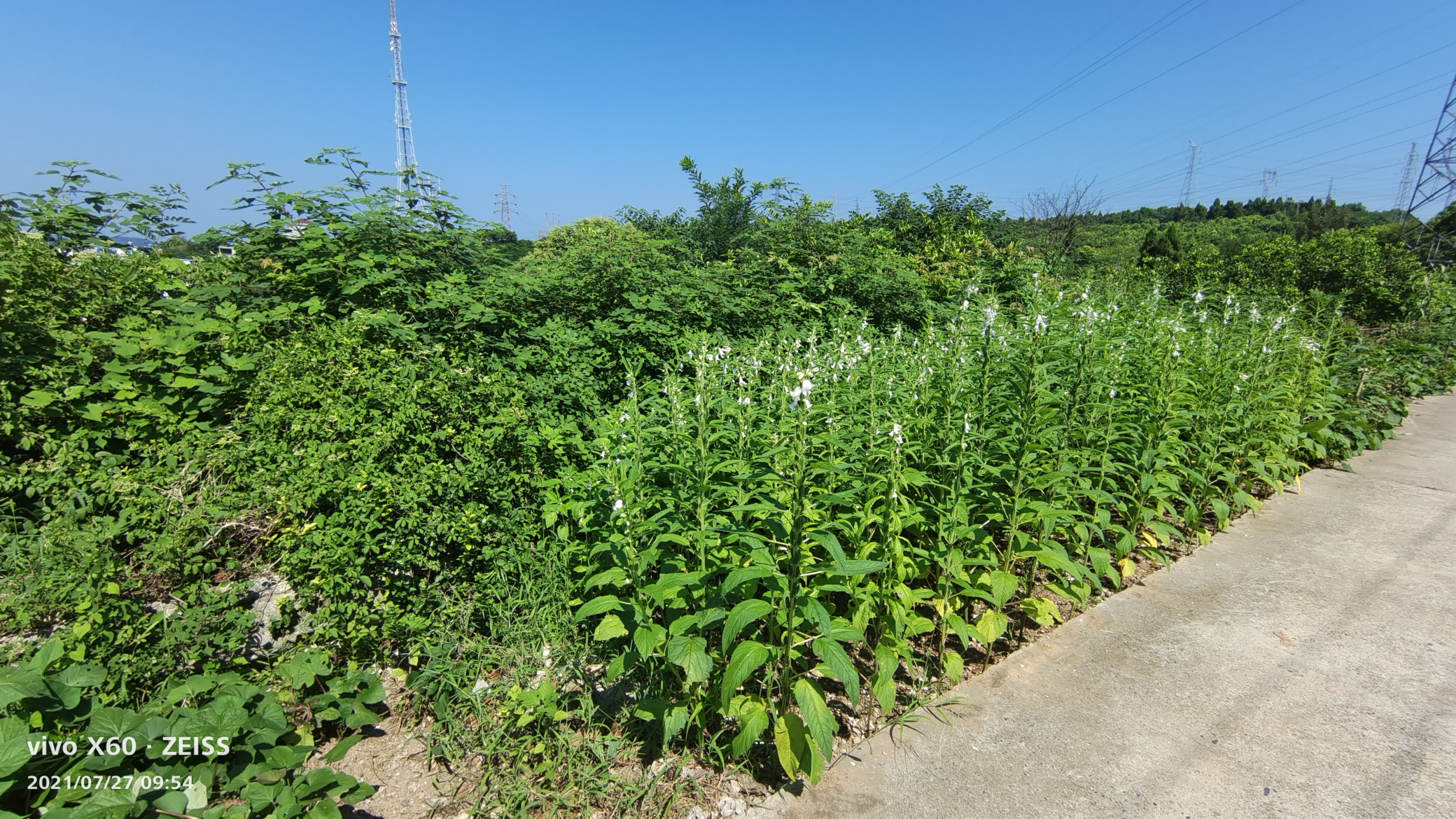 IMG_20210727_095447-1.jpg